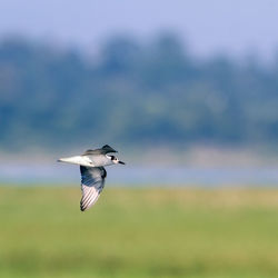 Bird flying in the sky