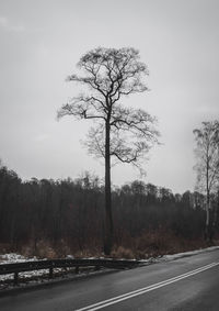 Bare tree by road against clear sky