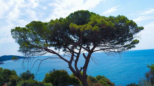 Tree by sea against sky