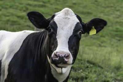 Holstein cow's face and neck with out-of-focus green background