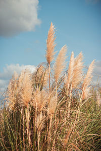 Low angle view of stalks in field against sky