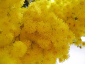 Close-up of yellow flowers