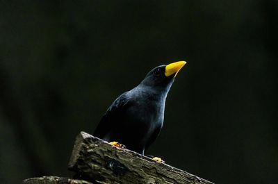 Close-up of bird perching on wood