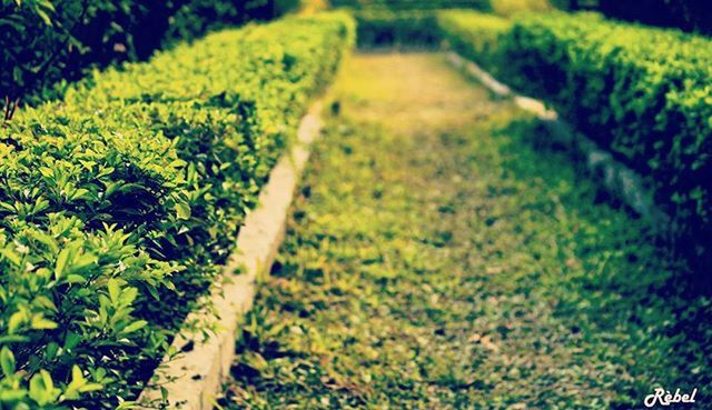 green color, grass, growth, plant, field, nature, green, tranquility, grassy, sunlight, selective focus, outdoors, day, leaf, no people, lush foliage, close-up, moss, beauty in nature, growing