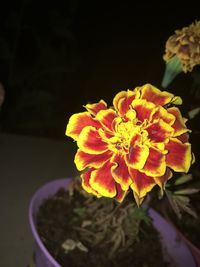 Close-up of yellow flower against black background