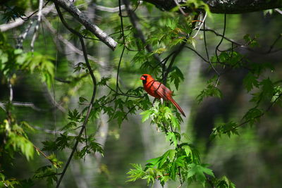 Bird perching on a branch