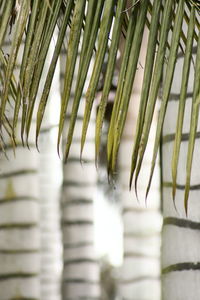 Full frame shot of plants