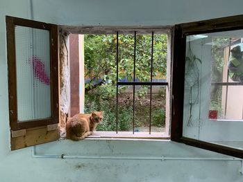 Dog seen through window