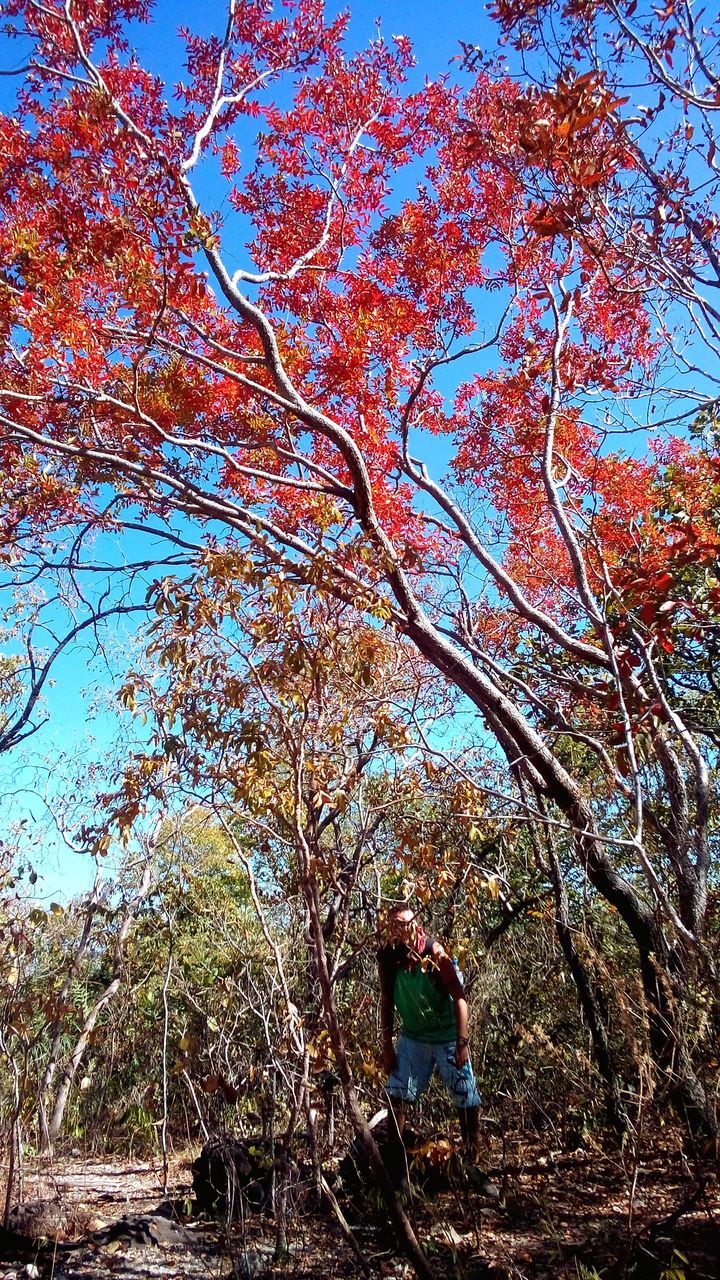 LOW ANGLE VIEW OF TREES AGAINST CLEAR SKY