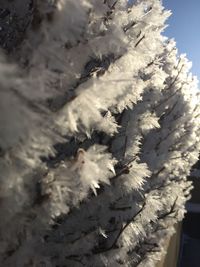 Close-up of tree against sky