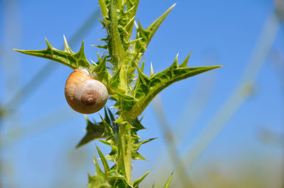 Close-up of snail on tree against sky