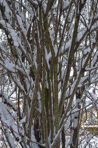 Low angle view of snow covered trees in forest