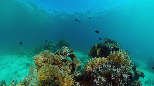 undersea