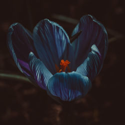 blue