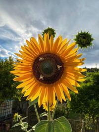 Close-up of sunflower against sky