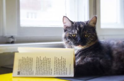 Close-up of cat sitting on book at home