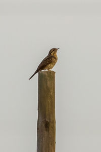 Bird perching on wood