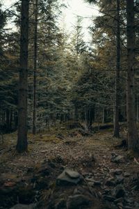 View of trees in forest