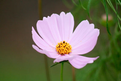 Close-up of cosmos flower blooming outdoors