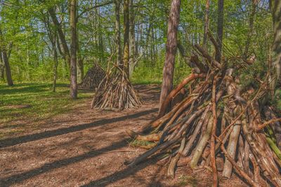 Trees in forest