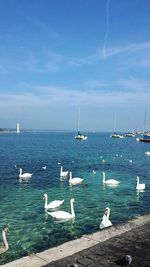 Swans swimming in sea against sky during sunny day