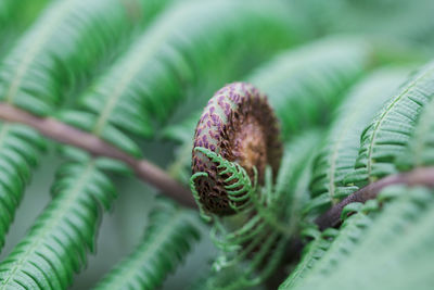 Close-up of fern