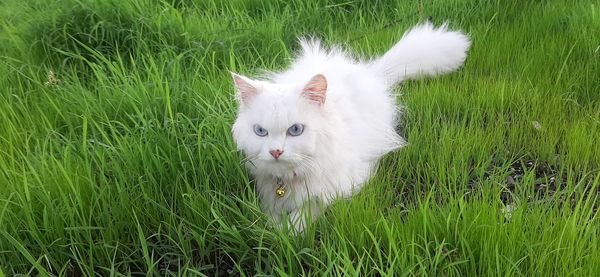 White cat lying on grass