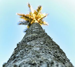 Low angle view of tree against clear sky