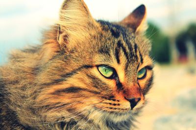 Close-up portrait of a cat looking away