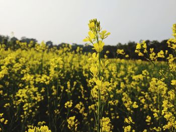 Yellow flowers in field