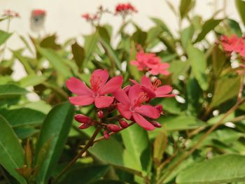 Close-up of pink flowering plant