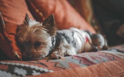 Close-up of yorkshire terrier sitting on sofa 