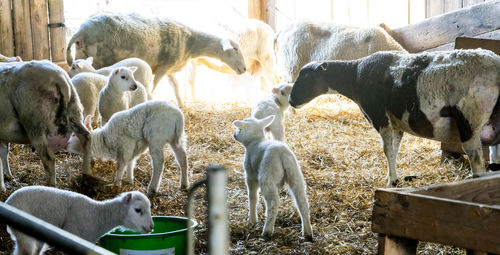 View of sheep in pen