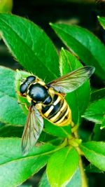 Close-up of insect on leaf