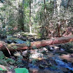 Trees in forest