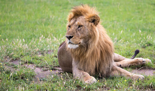 Lion sitting in a field