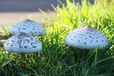 Close-up of mushroom growing on grassy field