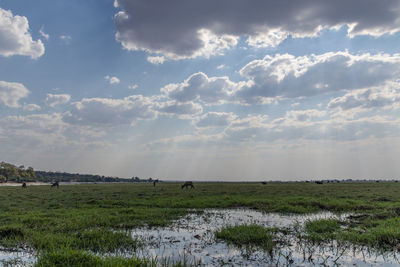 Scenic view of field against sky