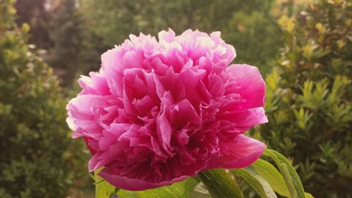 Close-up of pink flower