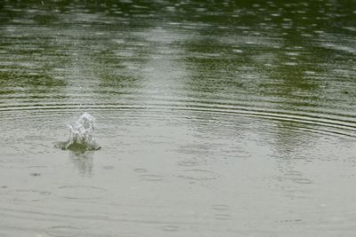 View of birds swimming in lake