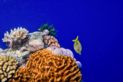 The great barrier reef coral sea, queensland australia