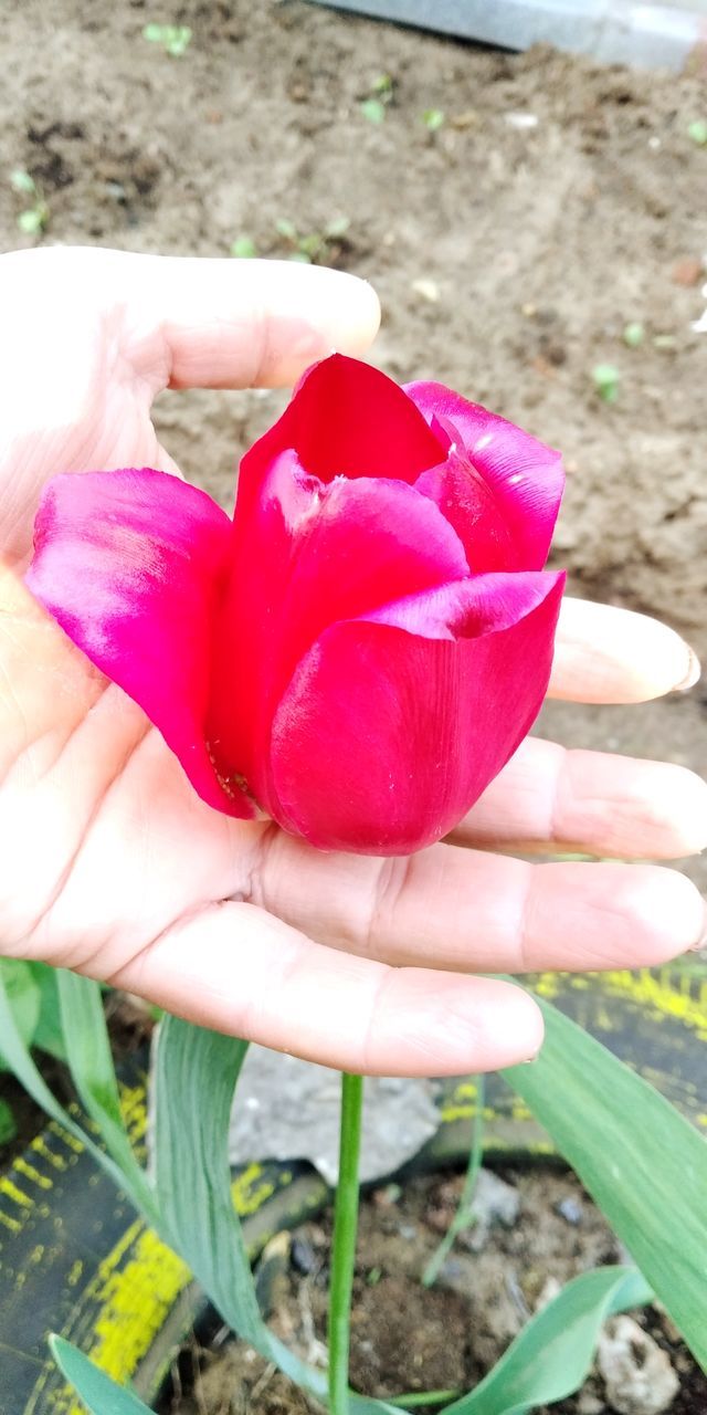 plant, freshness, flower, beauty in nature, petal, flowering plant, vulnerability, close-up, human hand, nature, hand, day, fragility, pink color, inflorescence, flower head, tulip, one person, human body part, outdoors, finger