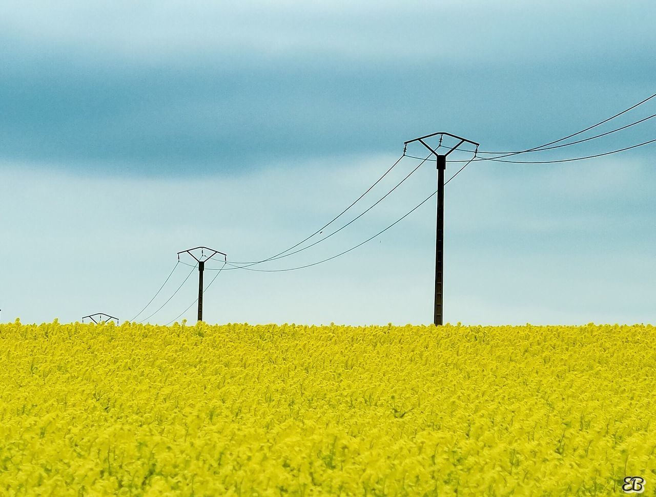 YELLOW FLOWERS ON FIELD