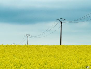 Yellow flowers growing on field against sky