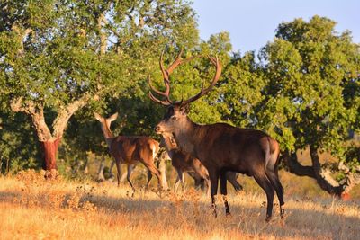 Deer standing in a field