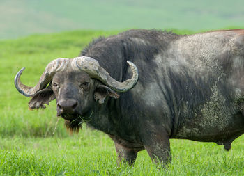 Cape buffalo - syncerus caffer in ngorongoro crater