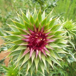 Close-up of flowers