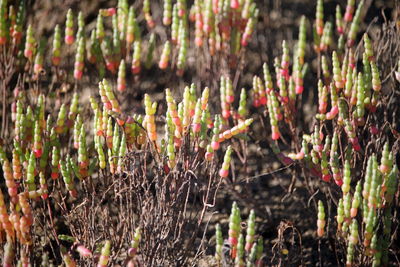 Full frame shot of grass