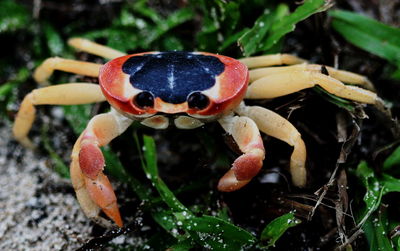 Close-up of crab on plant