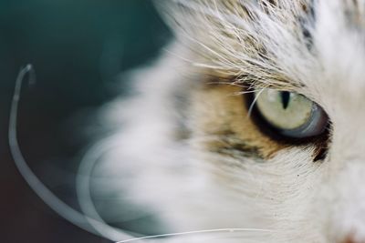 Close-up of cat looking away